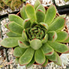 Echeveria agavoides