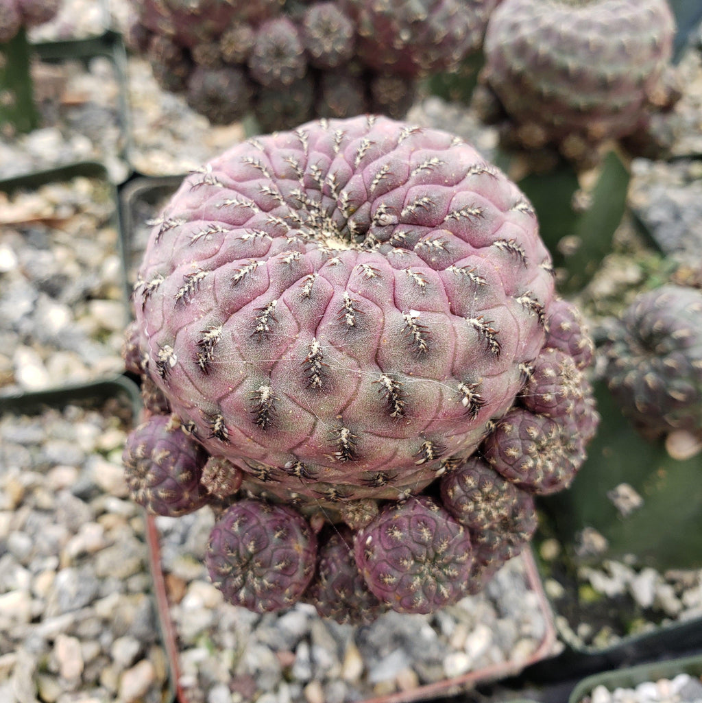 Sulcorebutia rauschii grafted Large