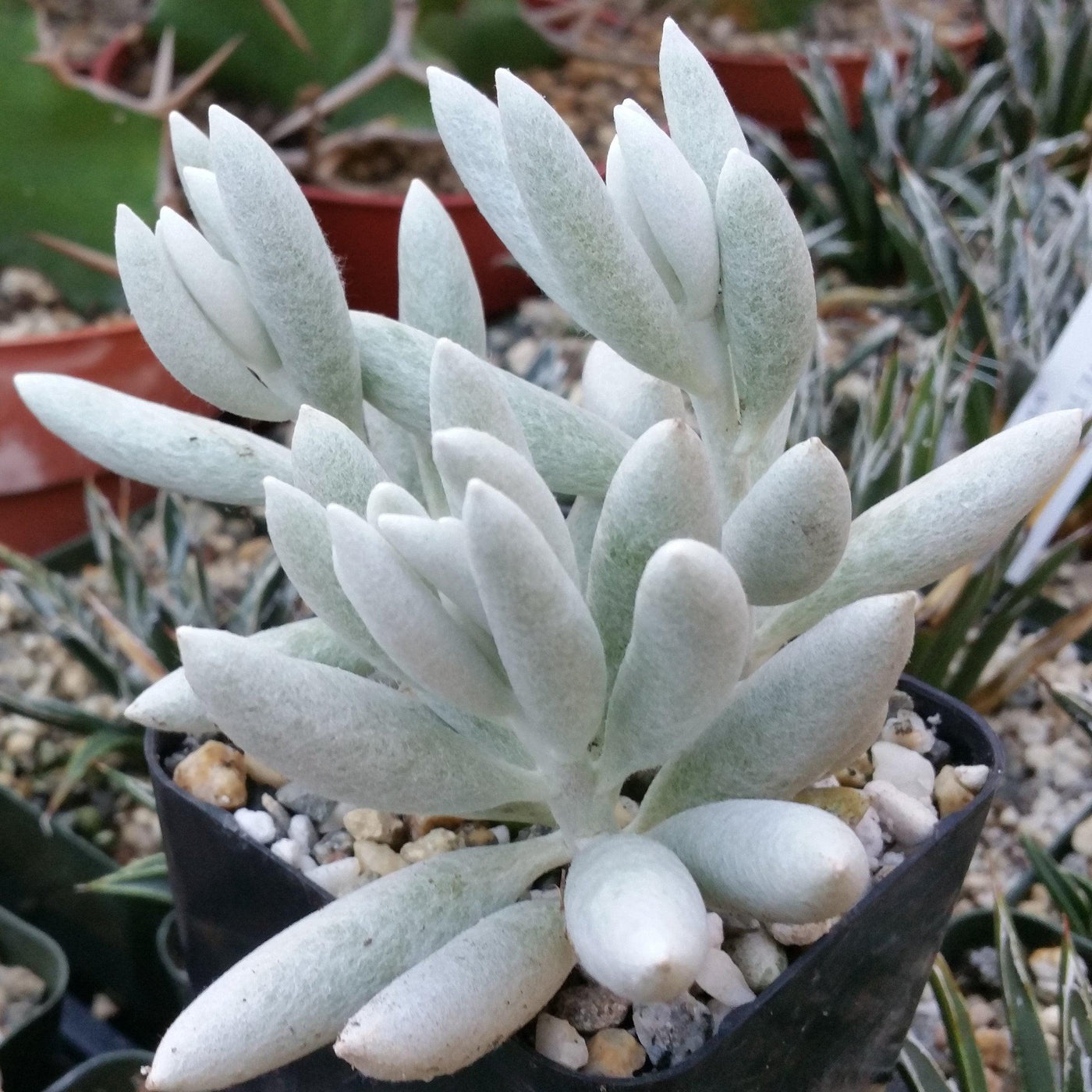 white fuzzy succulent Senecio haworthii Cocoon Plant or 'Woolly Senecio' | Care & Buyers Guide
