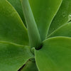 Foxtail Agave - Agave attenuata