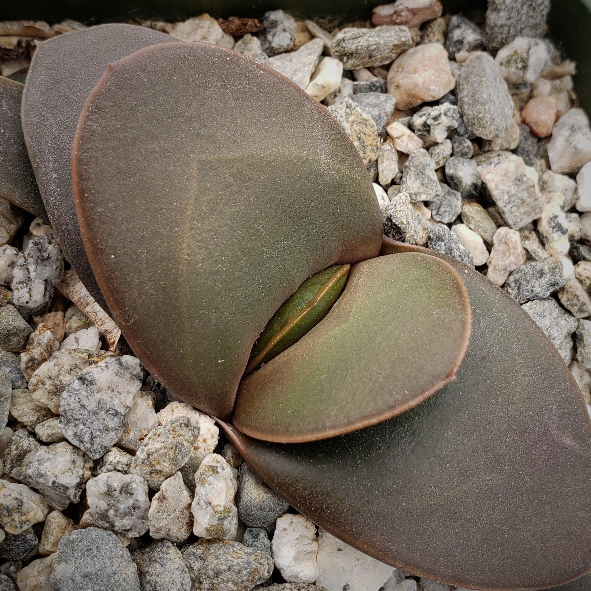 Gasteria armstrongii