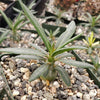 Pachypodium griquense