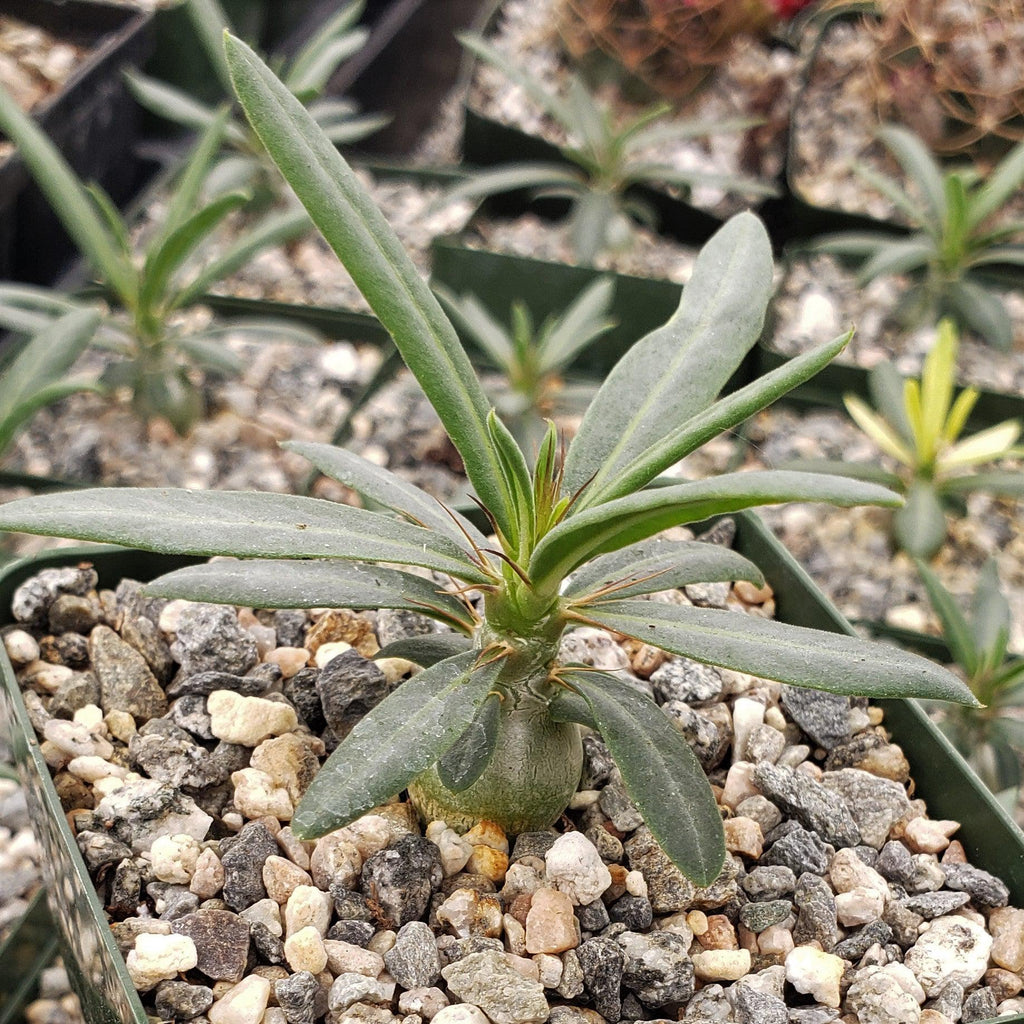 Pachypodium griquense