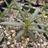 Pachypodium griquense