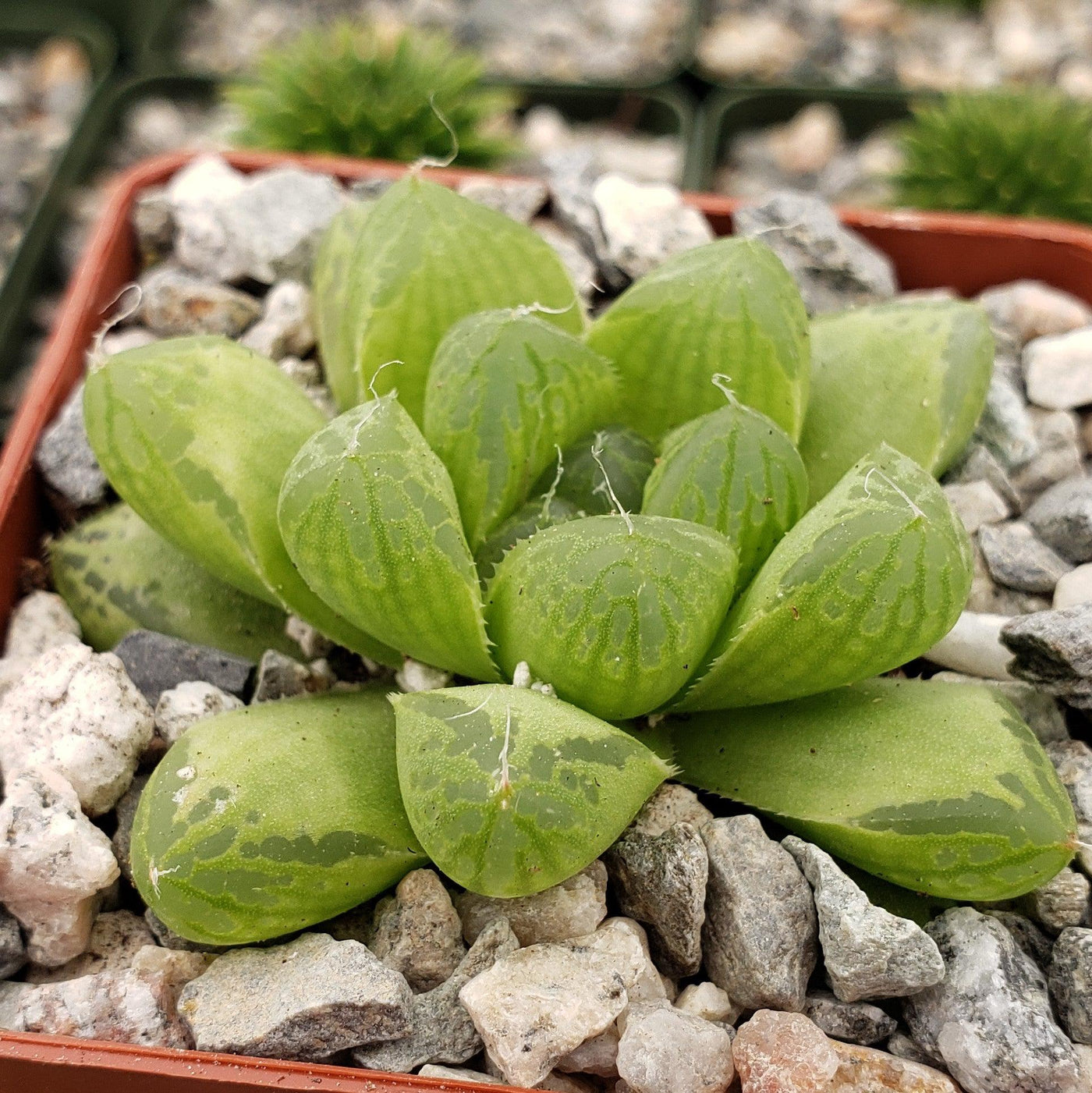 obtusa succulent Must-Have Haworthia Obtusa | Cushion Aloe Succulent