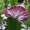 Grafted Euphorbia lactea crest