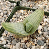 Aloe karasbergensis