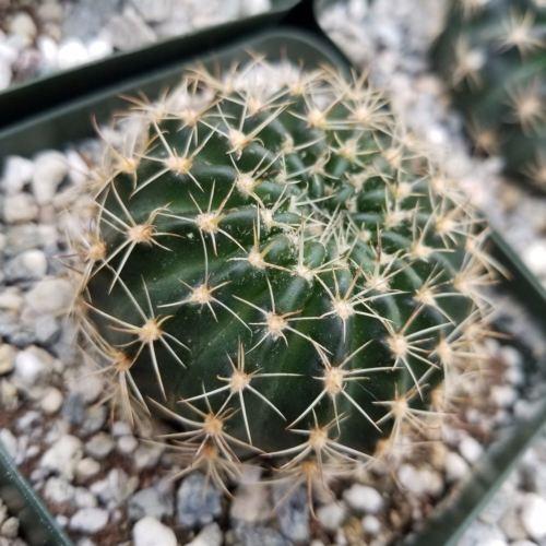 Lobivia or Echinopsis ancistrophora kratochviliana