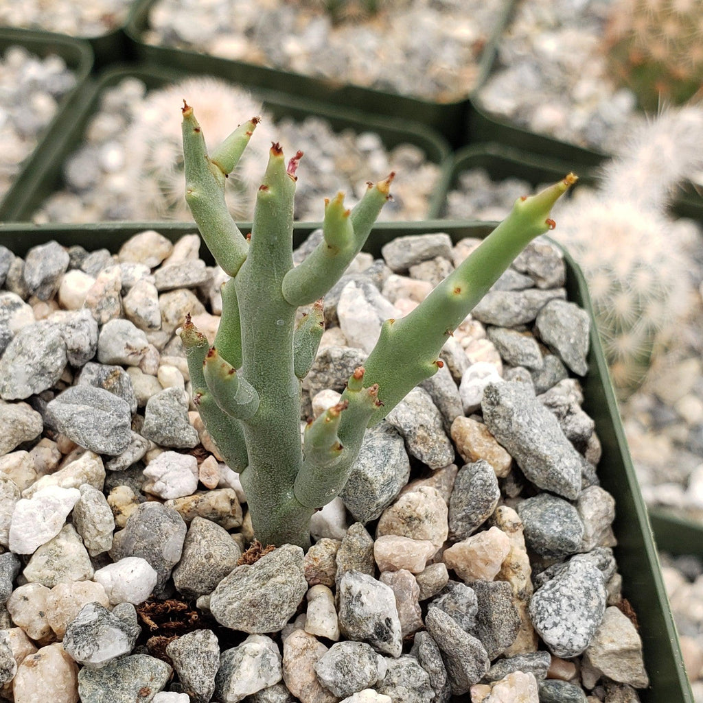 Euphorbia spinea