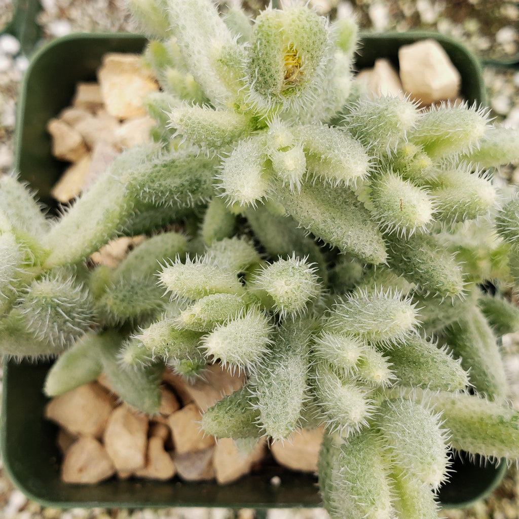 Delosperma echinatum variegata pickle plant