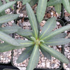 Pachypodium succulentum