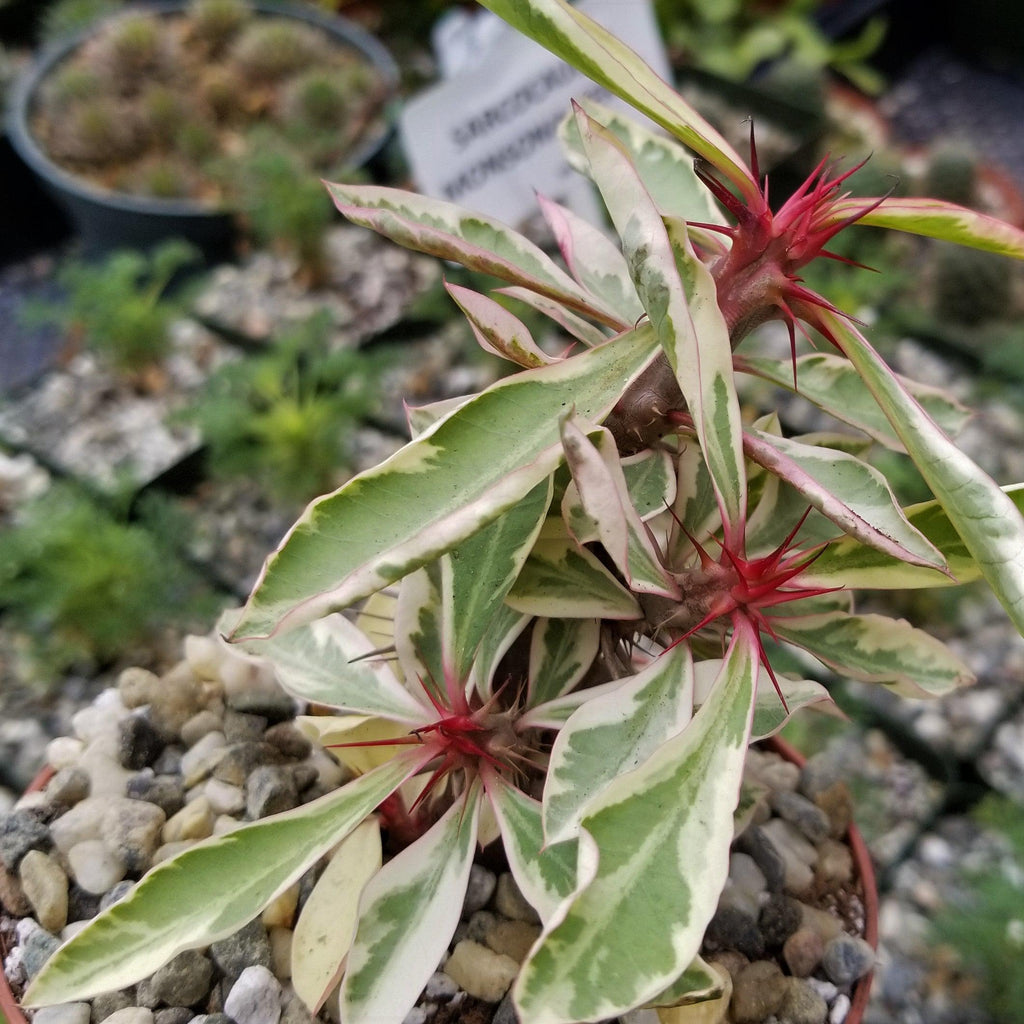 Euphorbia milii Crown of Thorns Variegated