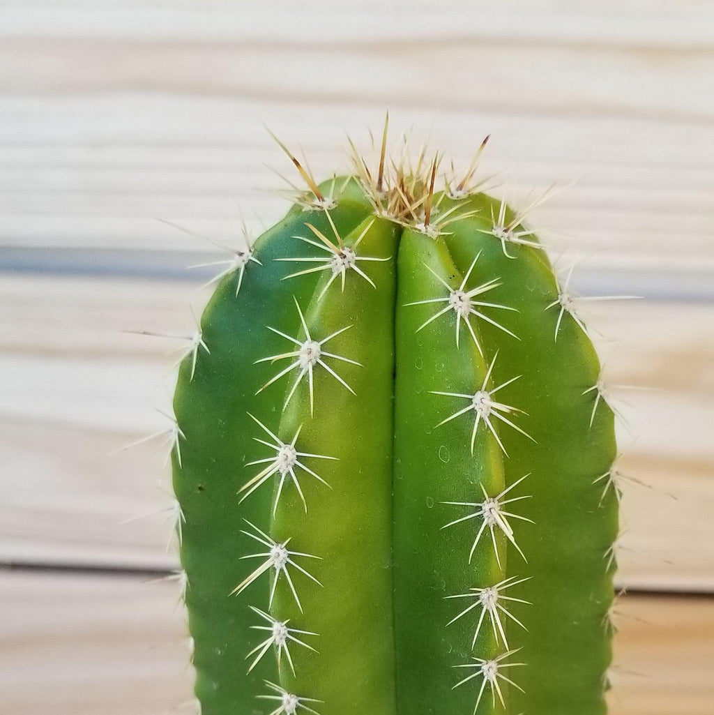 Neobuxbaumia euphorbioides