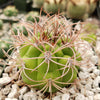 Gymnocalycium saglionis