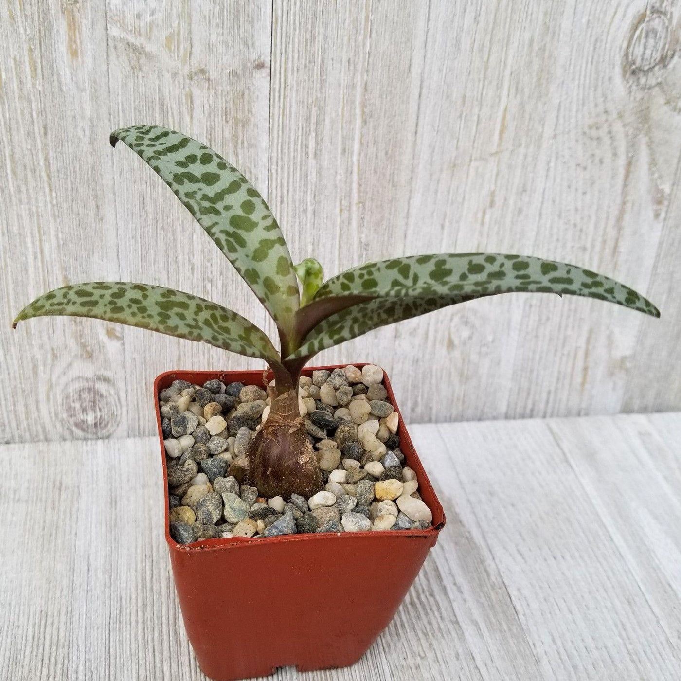 scilla succulent Grab Scilla violacea Silver Squill Plant | Best-Quality