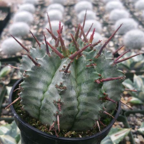 Euphorbia horrida urchin