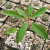 Euphorbia mahabobokensis