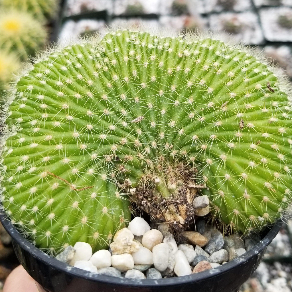 Trichocereus huascha cristata