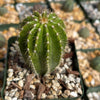 Golden Saguaro ‘Neobuxbaumia polylopha’