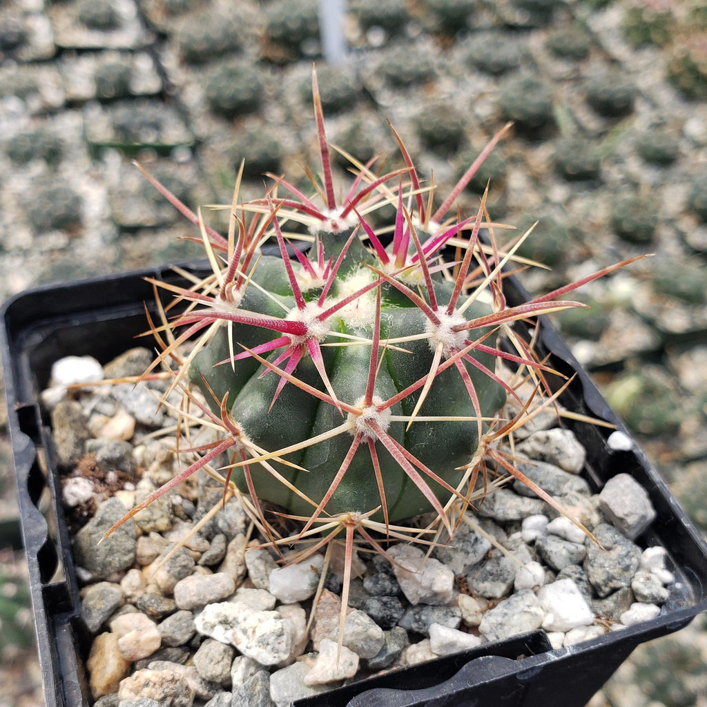Ferocactus viridescens v. orcuttii valle de las palmas
