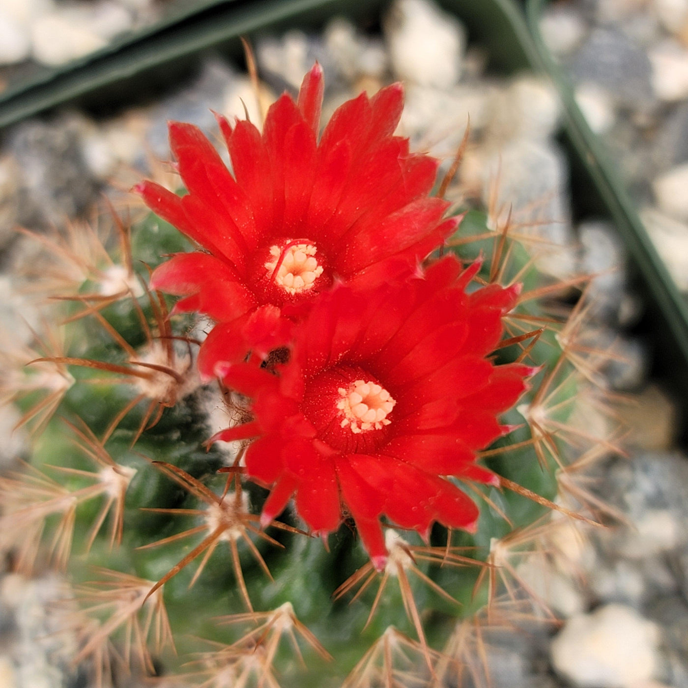 Parodia tredecimcostata