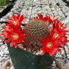 Rebutia fulviseta