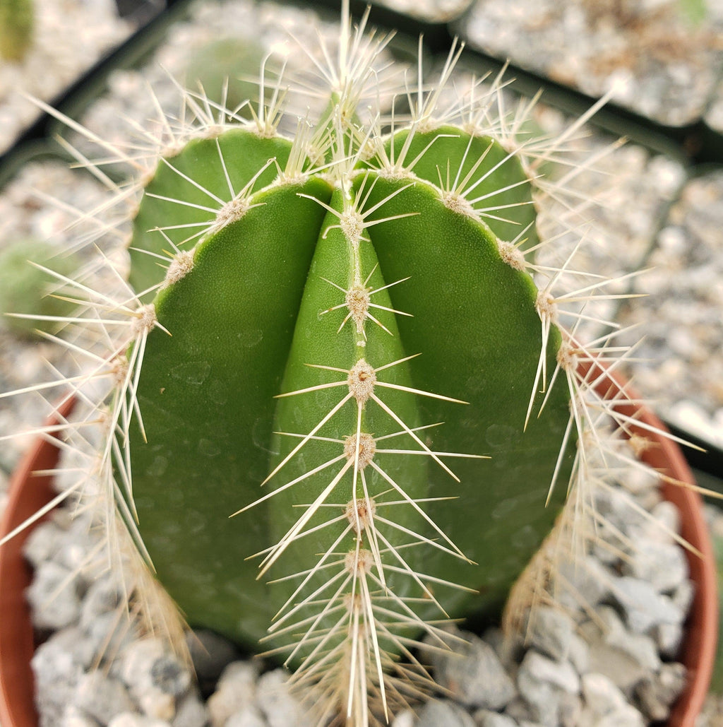 Stenocereus dumortieri