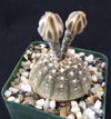 Gymnocalycium ragonesii