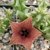 Huernia saudi arabica