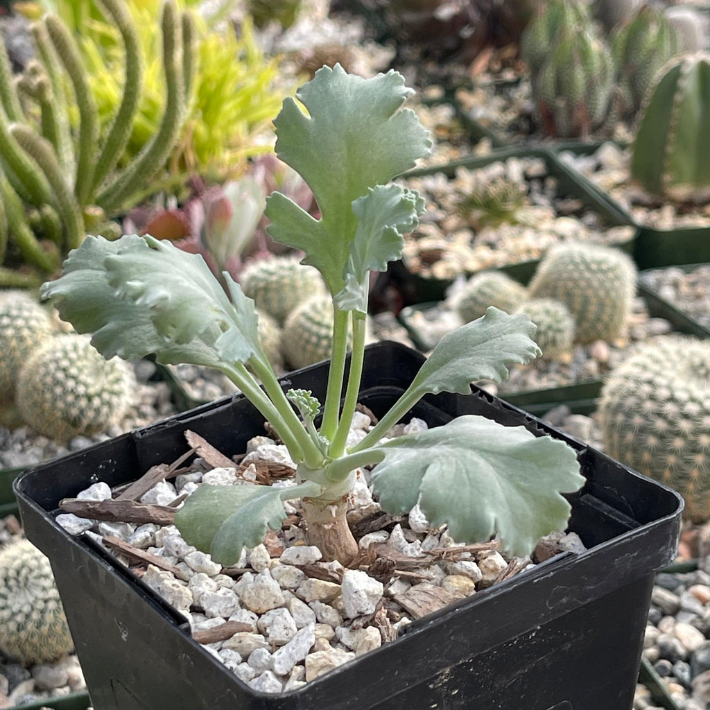 Pelargonium klinghardtense