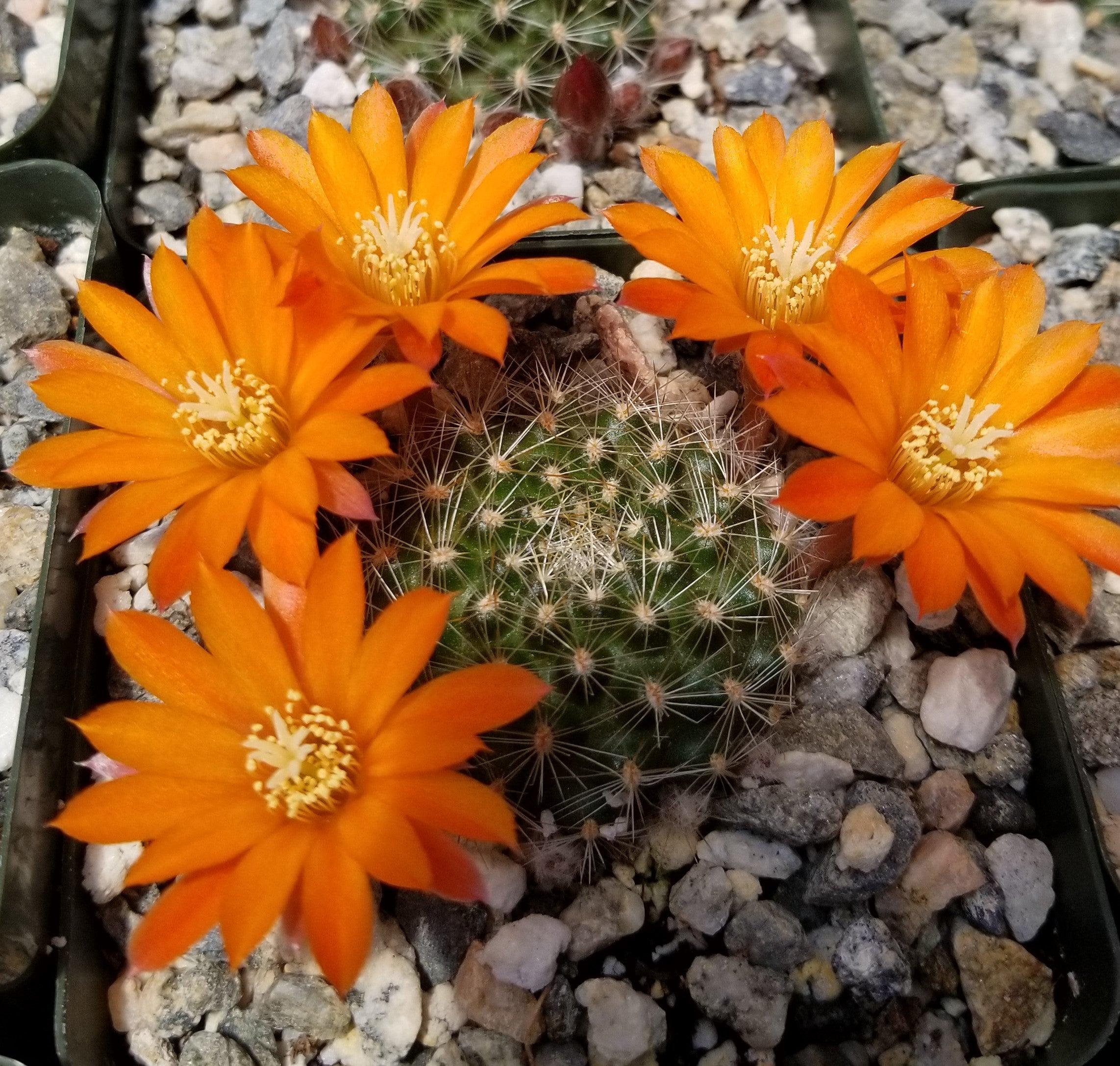 Rebutia flavistyla