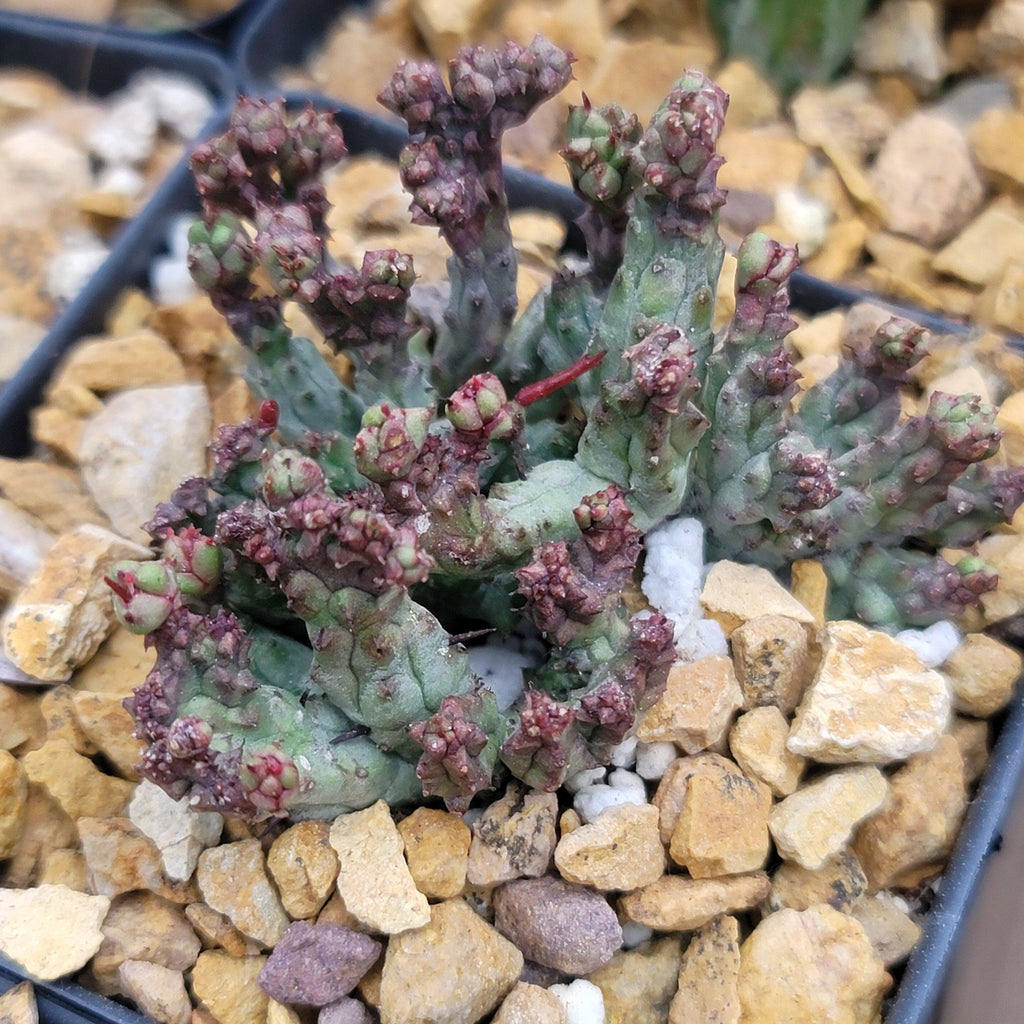 Euphorbia enopla coral