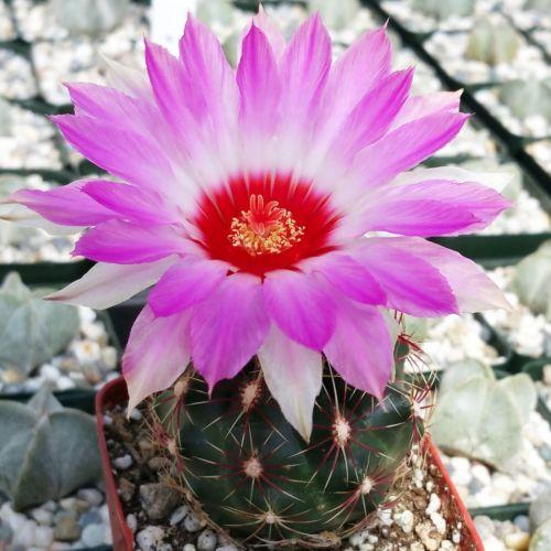 Thelocactus bicolor ssp. schwarzii