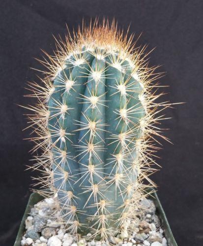 Pilosocereus calcisaxicolus