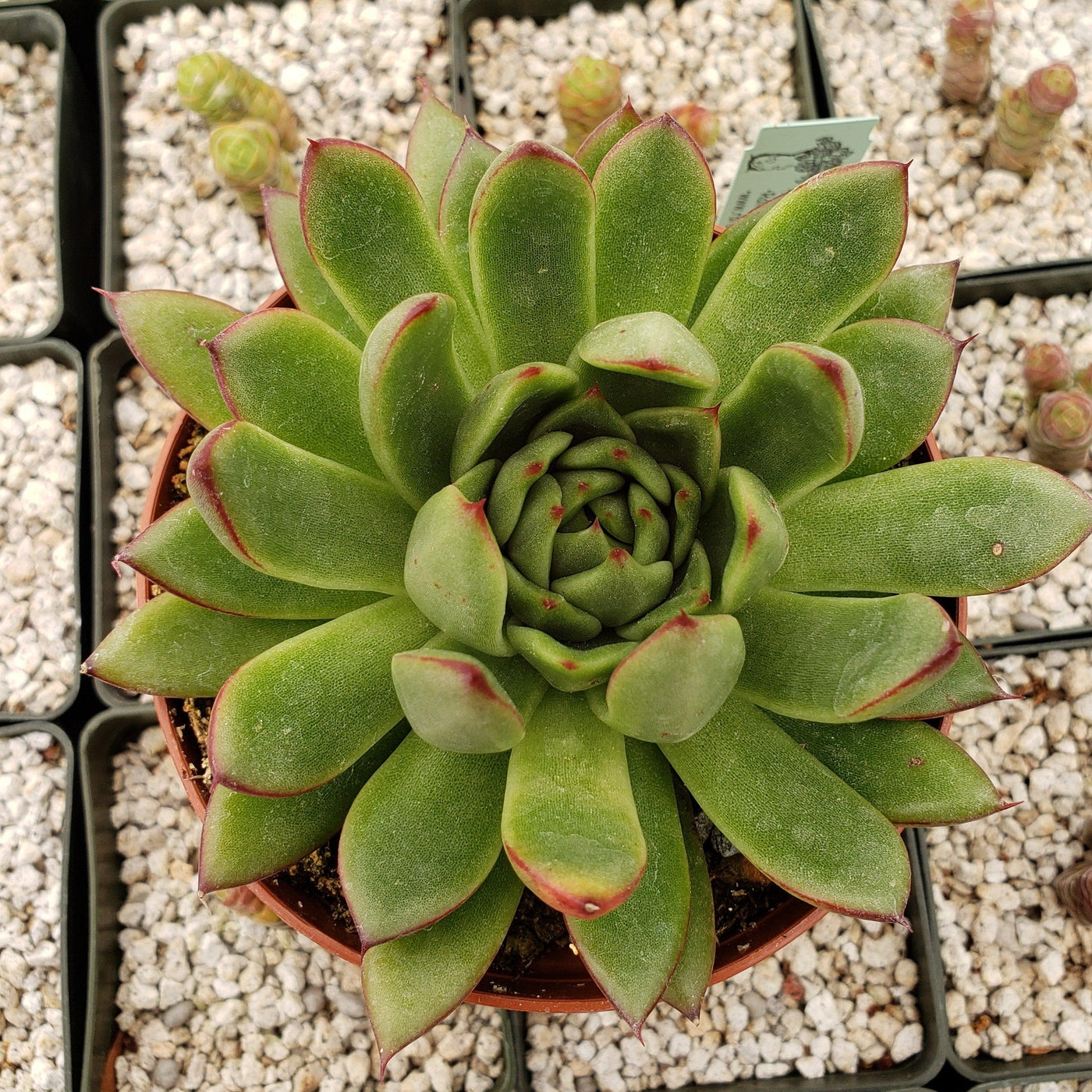 echeveria agavoides succulent Echeveria agavoides
