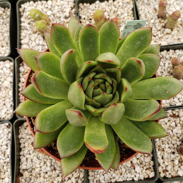 succulent agavoides Echeveria agavoides 4" Pot