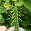 Euphorbia loricata