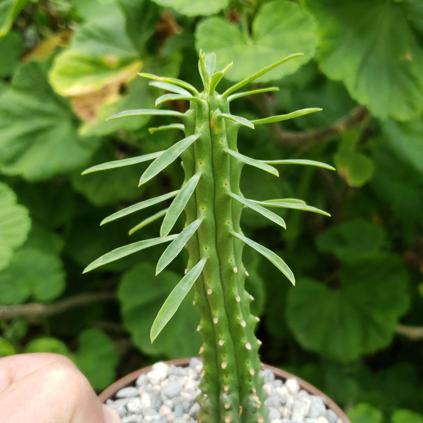 african palm tree plant Buy Stunning Euphorbia Loricata Succulent Shrub