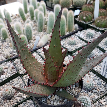 aloe and succulents Aloe Ajr 4" Pot