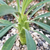 Euphorbia pubiglans