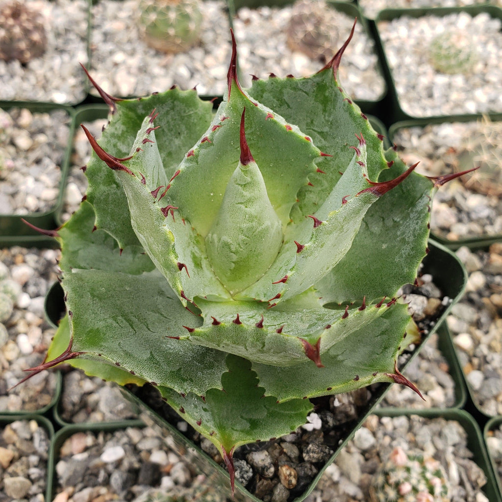 Butterfly Agave Potatorum - 4
