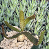 Jellyfish Head - Euphorbia stellata