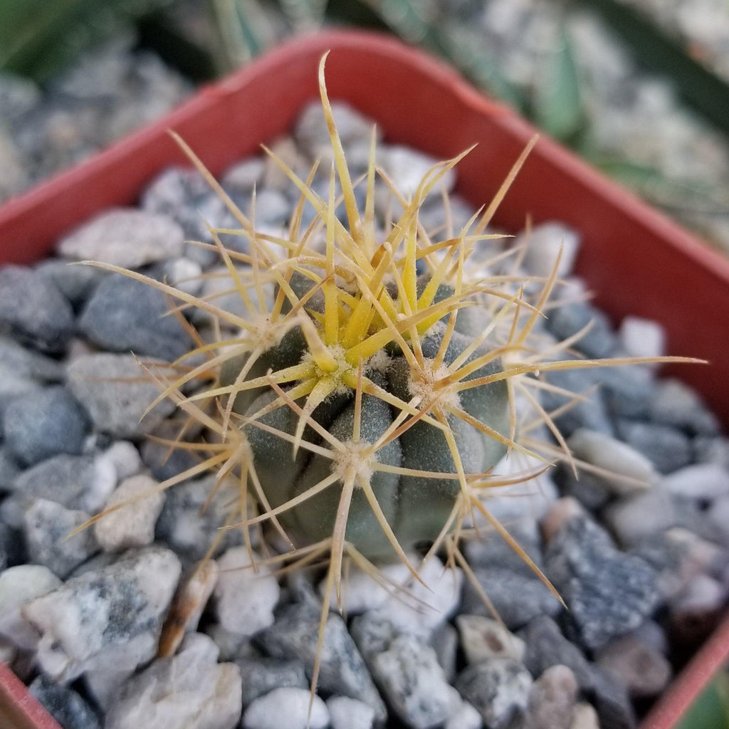 Ferocactus chrysacanthus