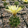 Mammillaria sphaerica