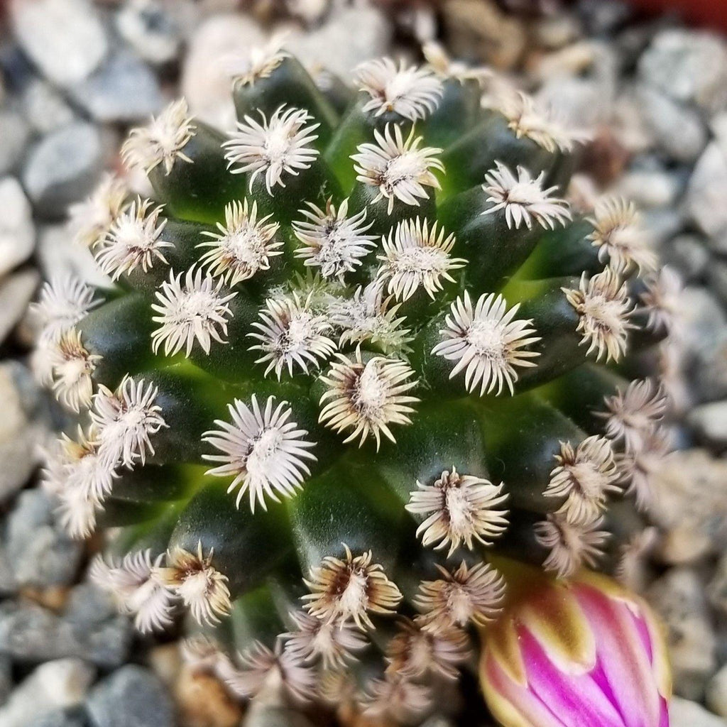 Mammillaria hernandezii