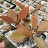 Kalanchoe orgyalis