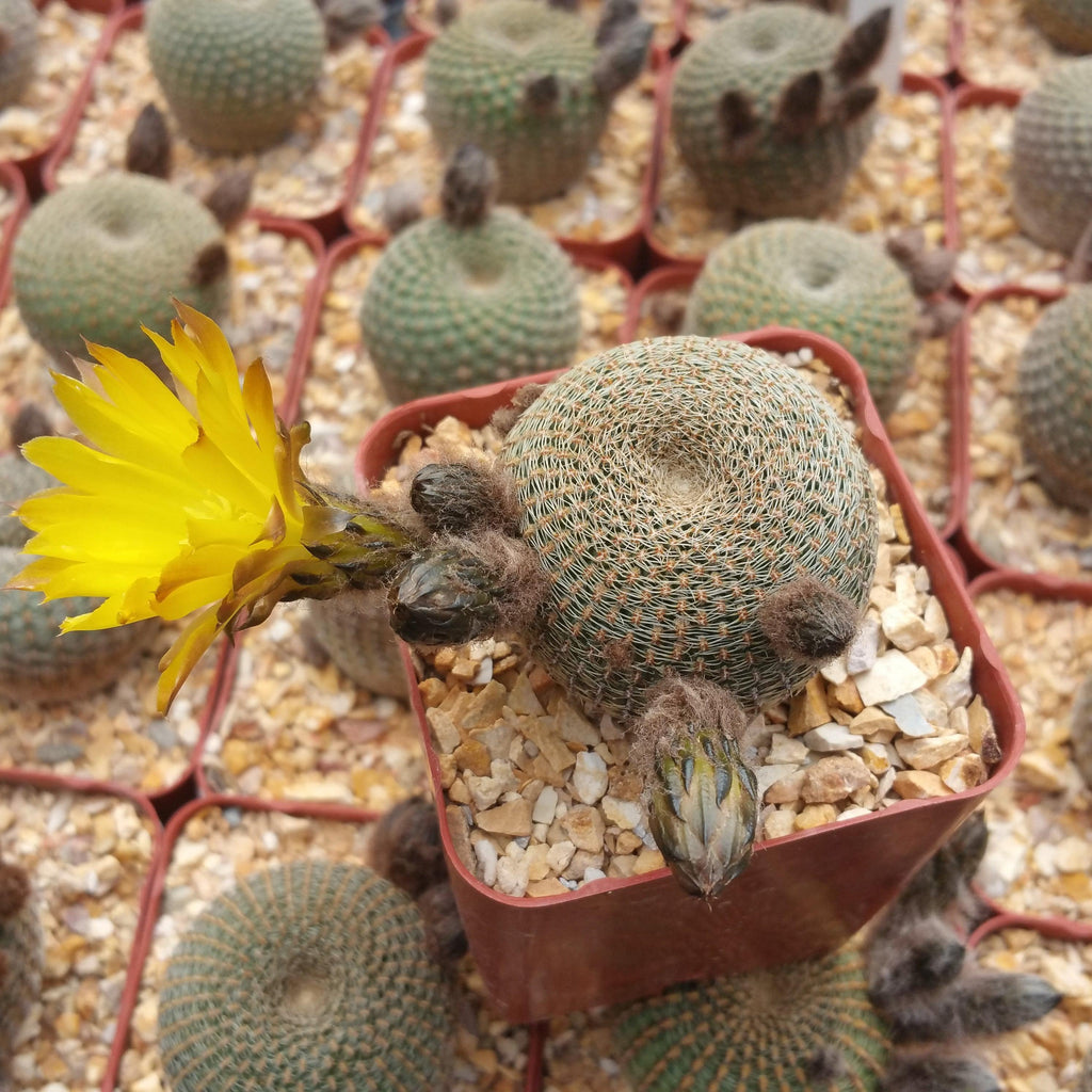 Lobivia famatimensis