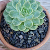 Black Criva River Rock Cactus and Succulent Top Soil Dressing