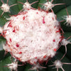 Melocactus violaceus no cephalium