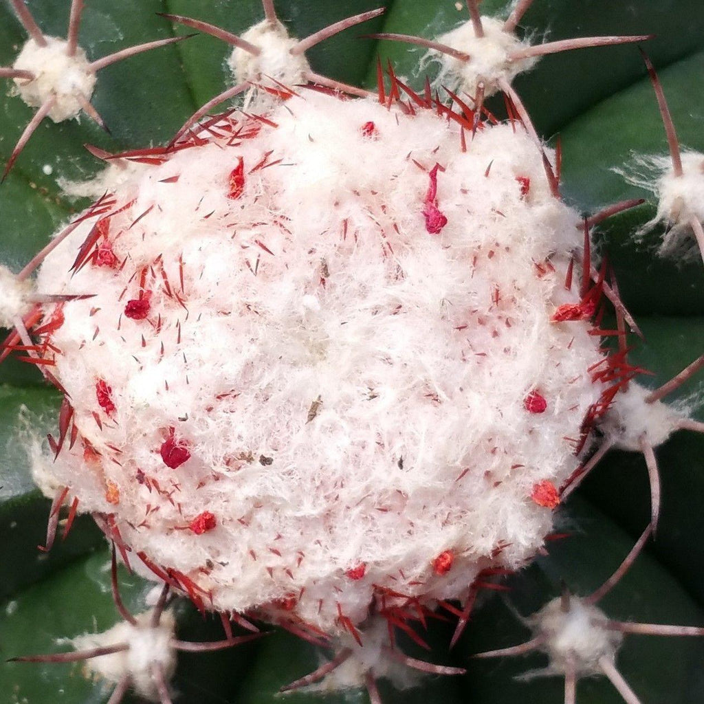 Melocactus violaceus no cephalium